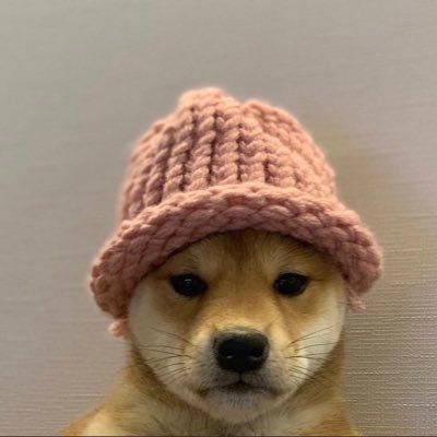 dogwifhat profile